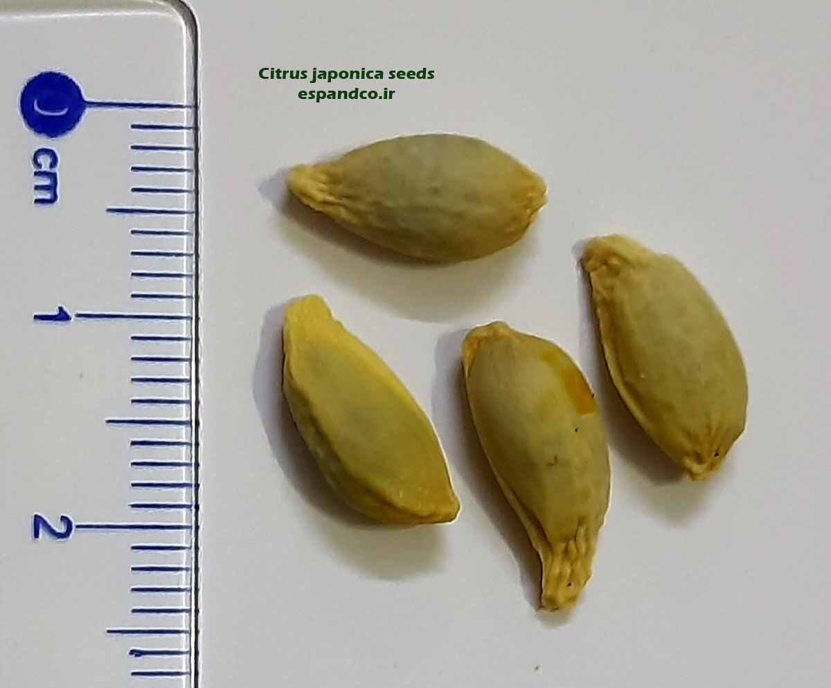  Citrus japonica seeds 